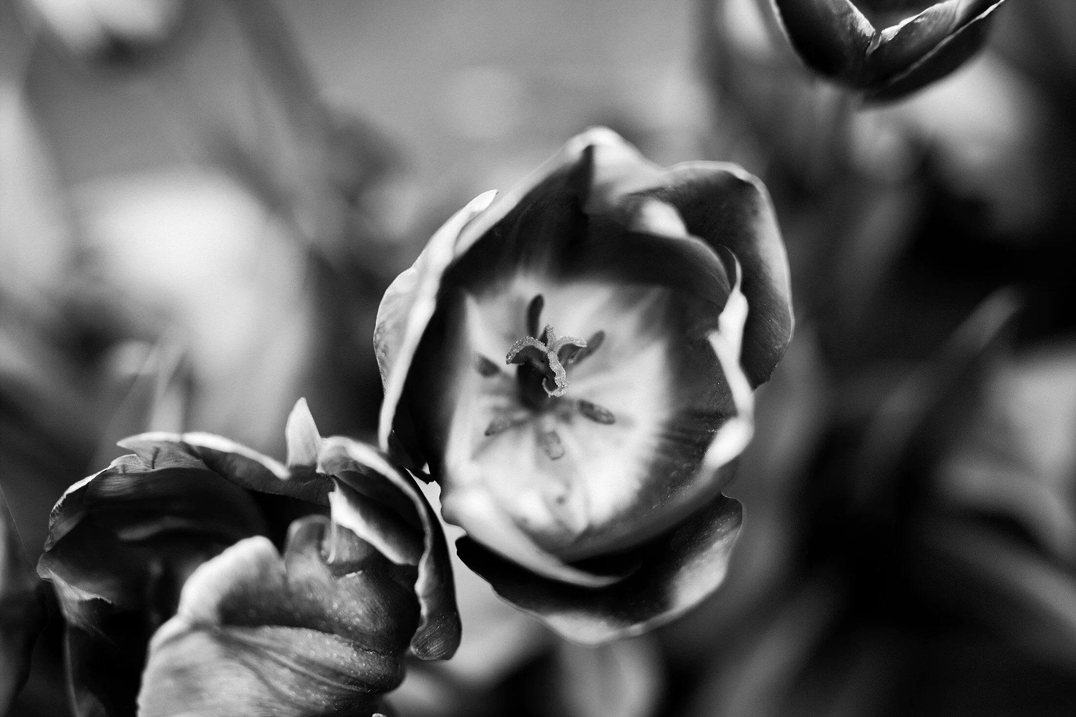 Tulip Festival Dandenong-32.jpg