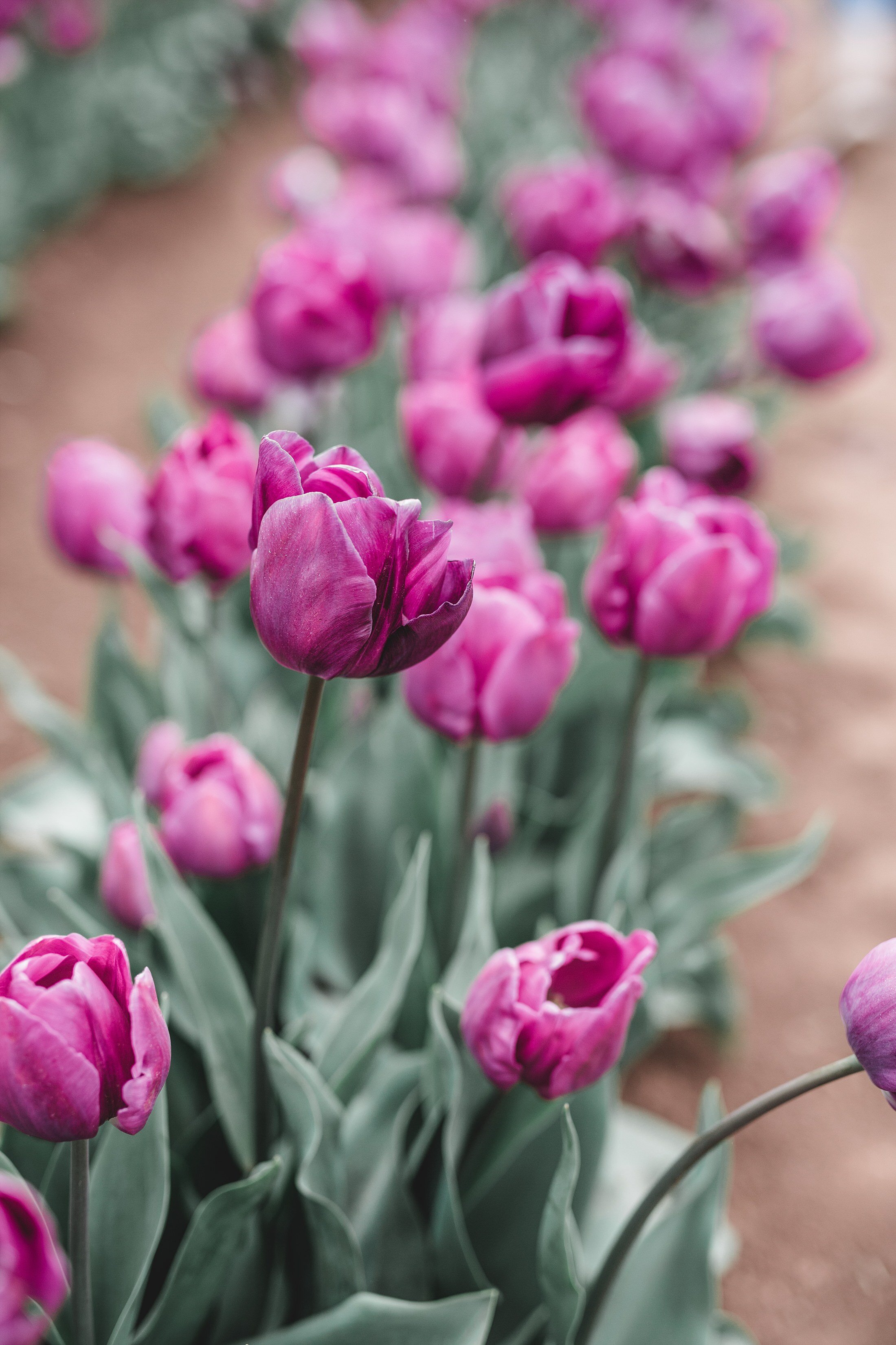 Tulip Festival Dandenong-34.jpg