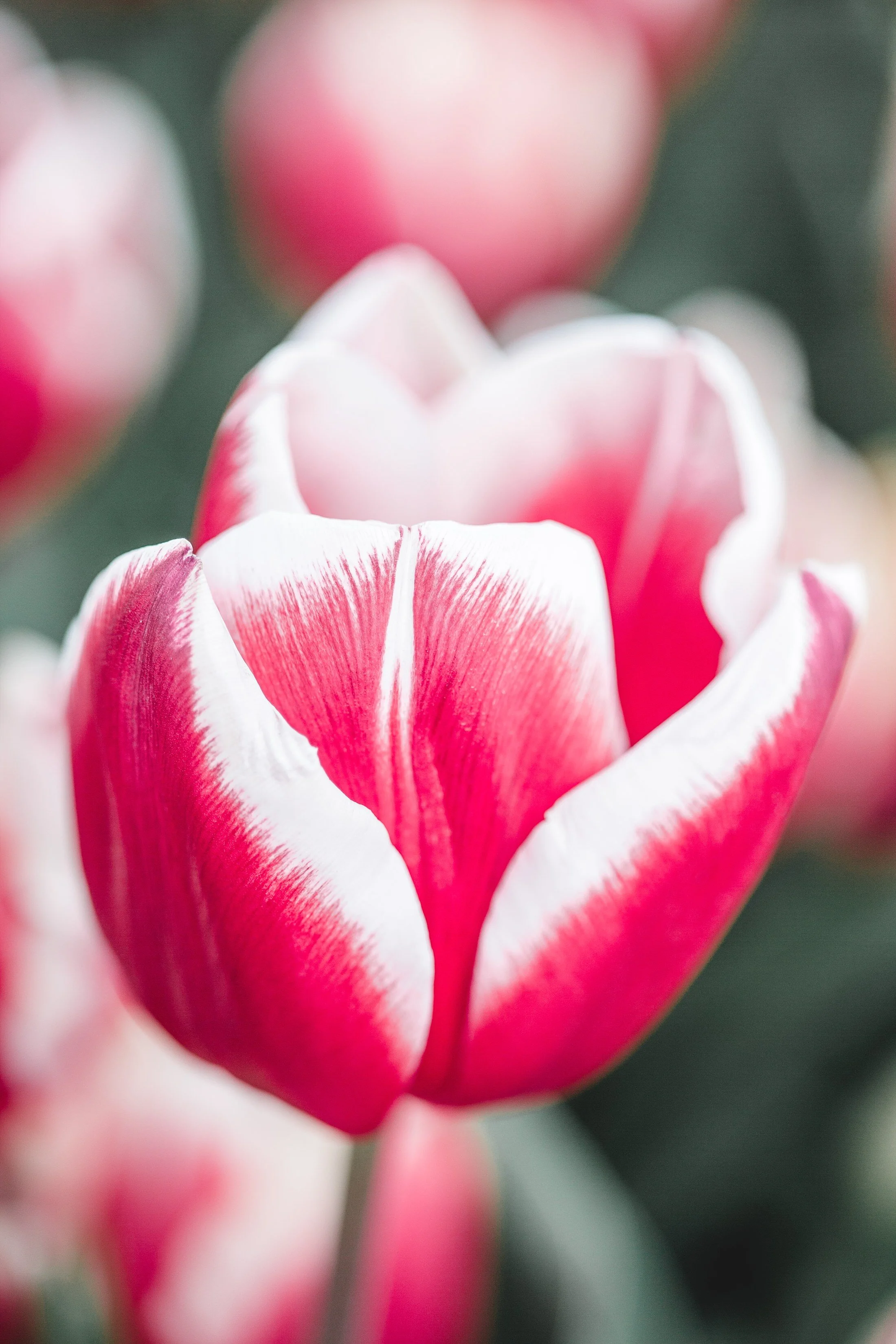 Tulip Festival Dandenong-53.jpg