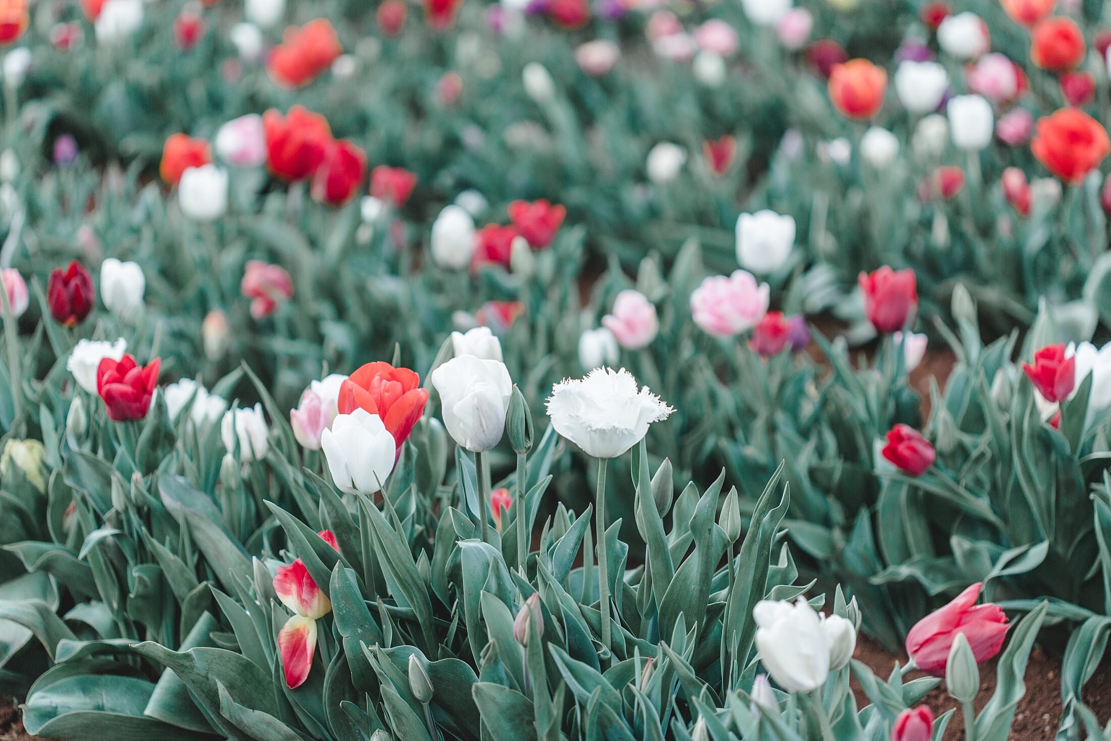 Tulip Festival Dandenong-62.jpg