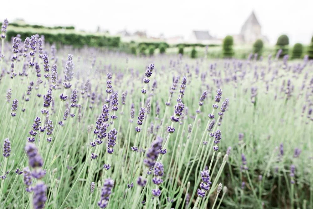 20160611 16-01-59 - Tours, Loire Valley.jpg