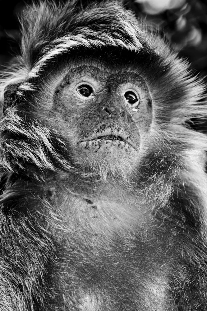 Alain Ernoult - The cheeky