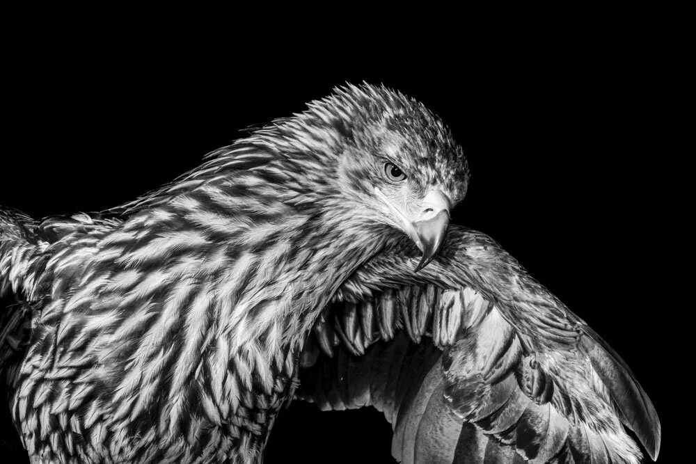 Alain Ernoult - Imperial-eagle