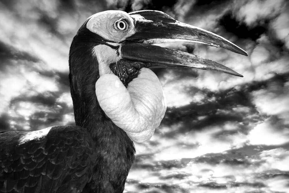 Alain Ernoult - Observer