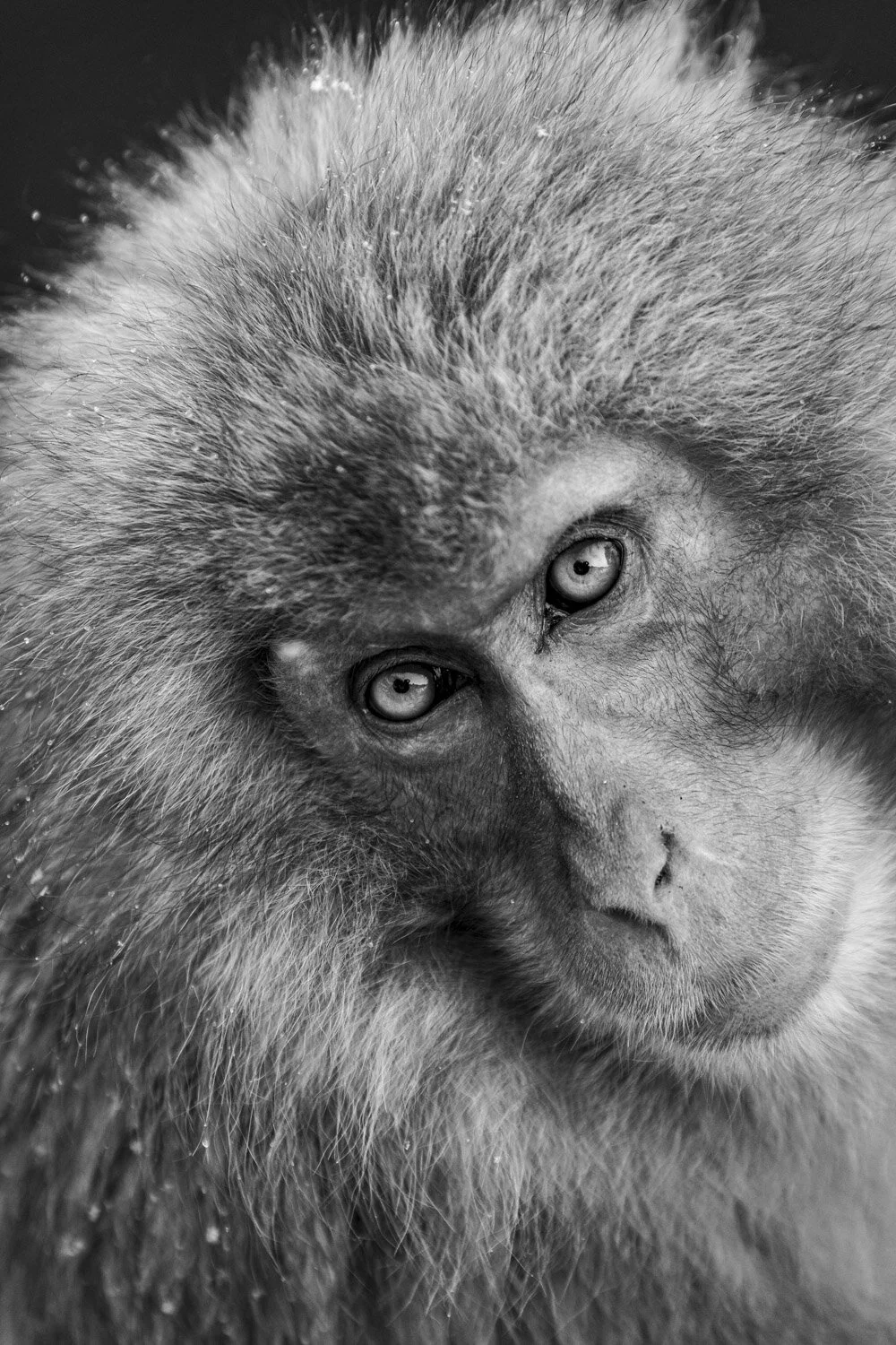 Alain Ernoult - Intense gaze