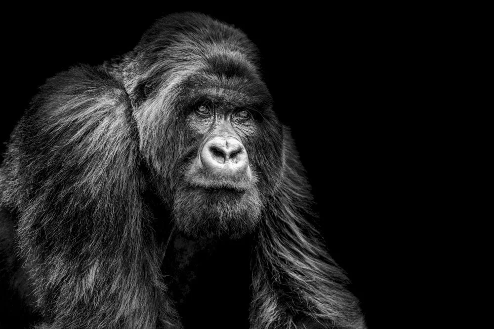 Alain Ernoult - Male alpha