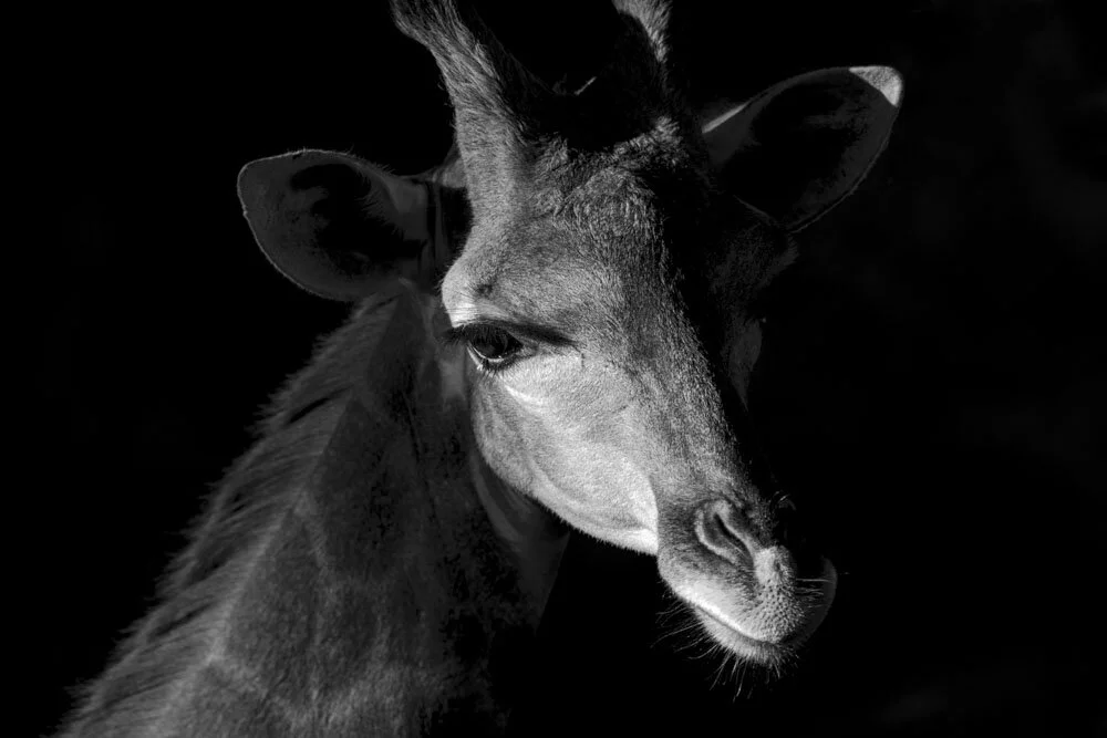 Alain Ernoult - Tenderness