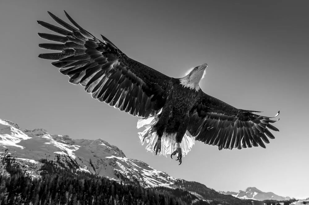 Alain Ernoult - Royal span