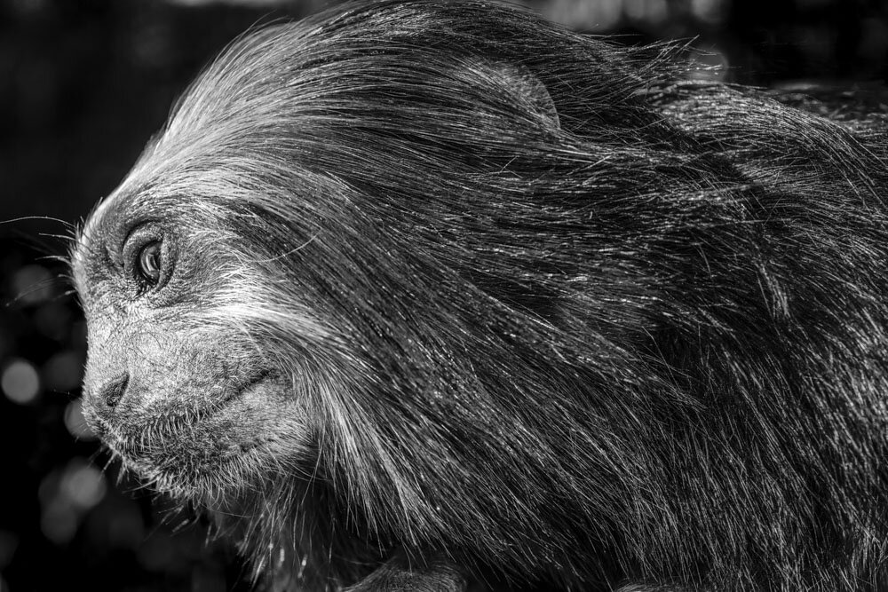 Alain Ernoult - Silky finesse