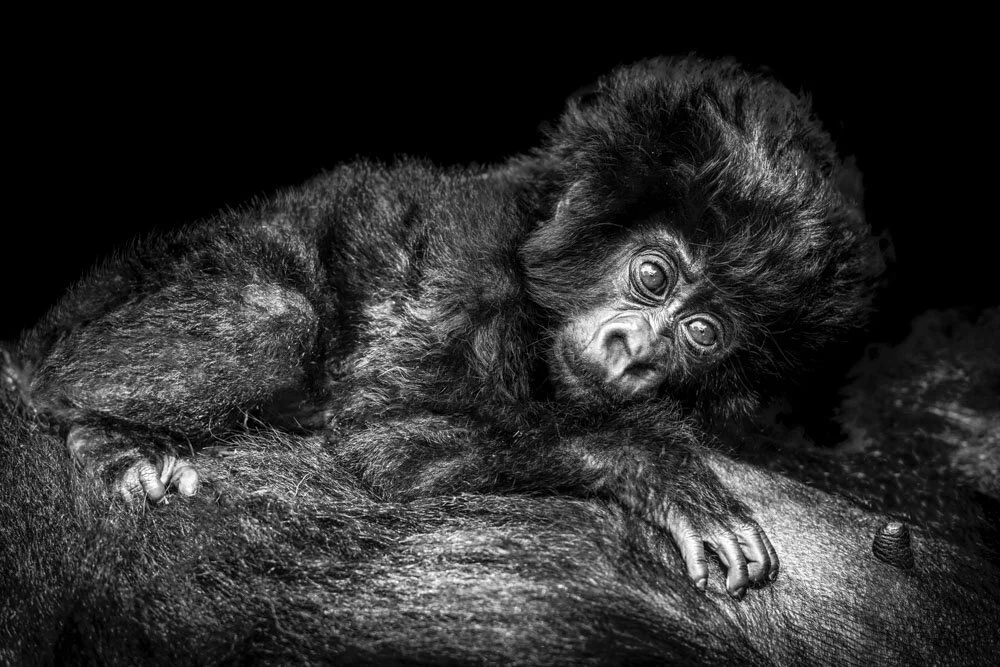 Alain Ernoult - Maternal warmth