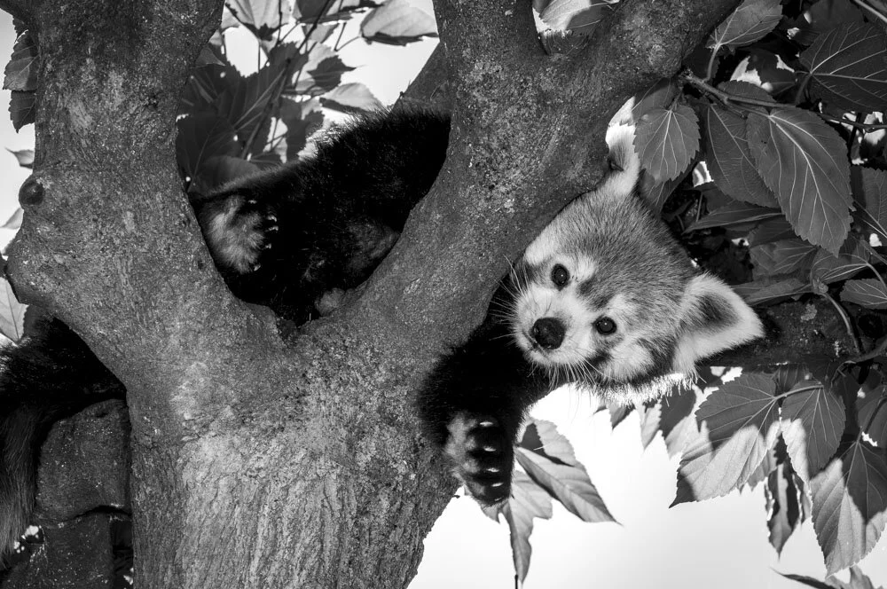 Alain Ernoult - Hide and seek