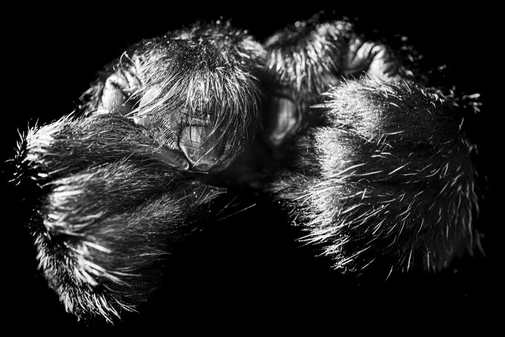 Alain Ernoult - Embrace