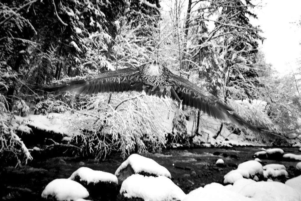 Alain Ernoult - Royal flight