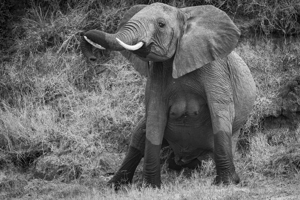 Photo Alain ERNOULT elephant