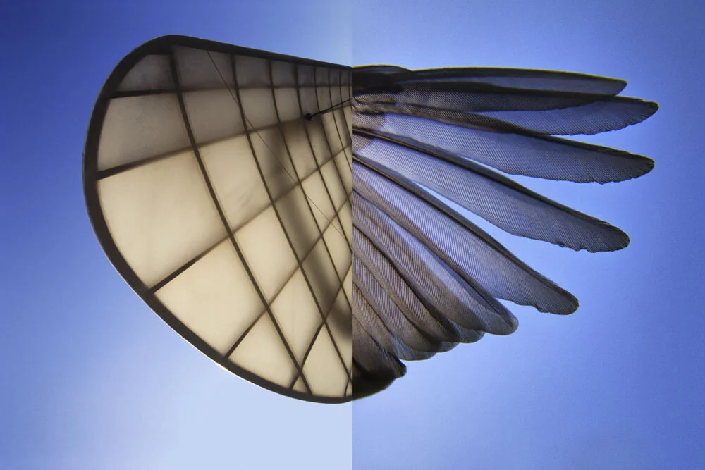 Alain Ernoult - Ailes to Ailes