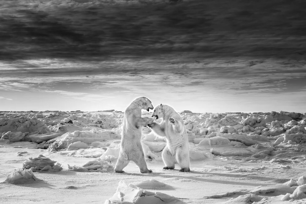 Alain Ernoult - The fight of survivors