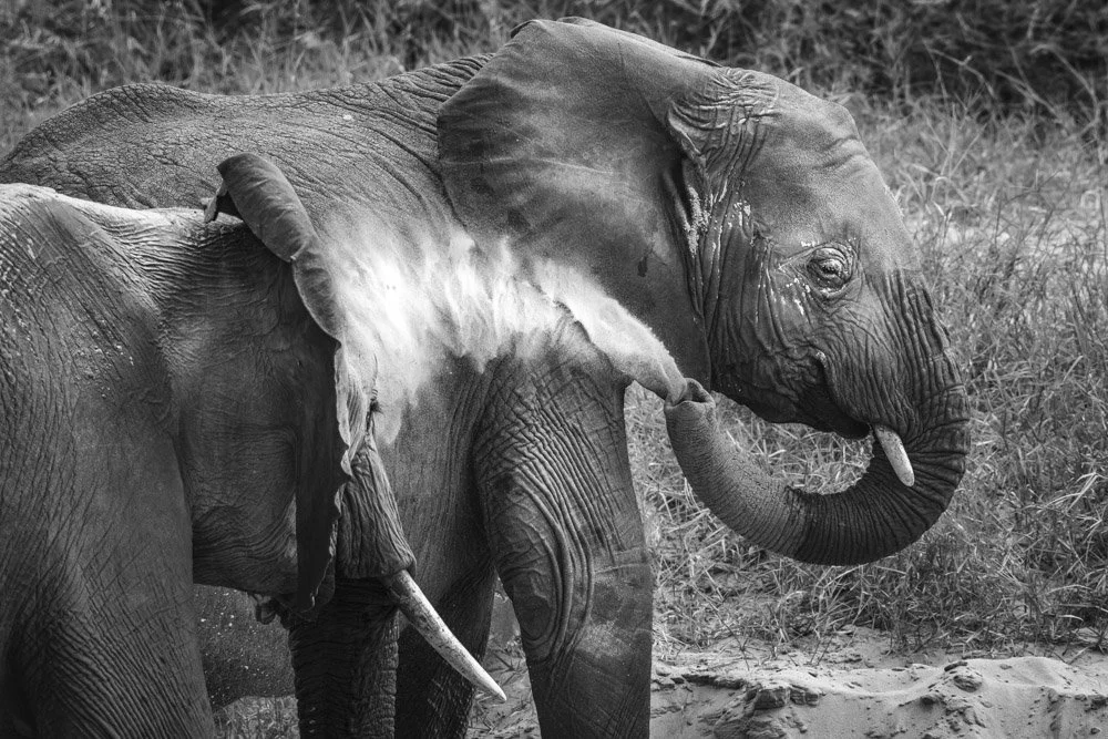 Photo Alain ERNOULT elephant