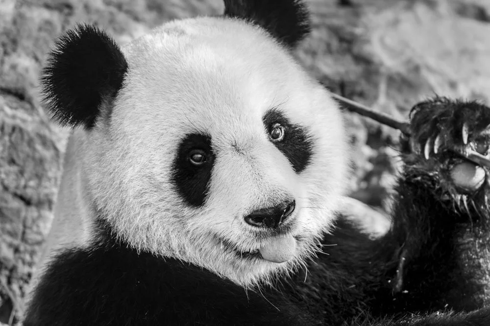 Alain Ernoult - Gluttony