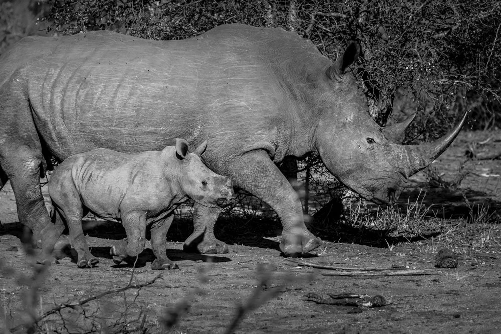 Alain Ernoult - Protection and vigilance