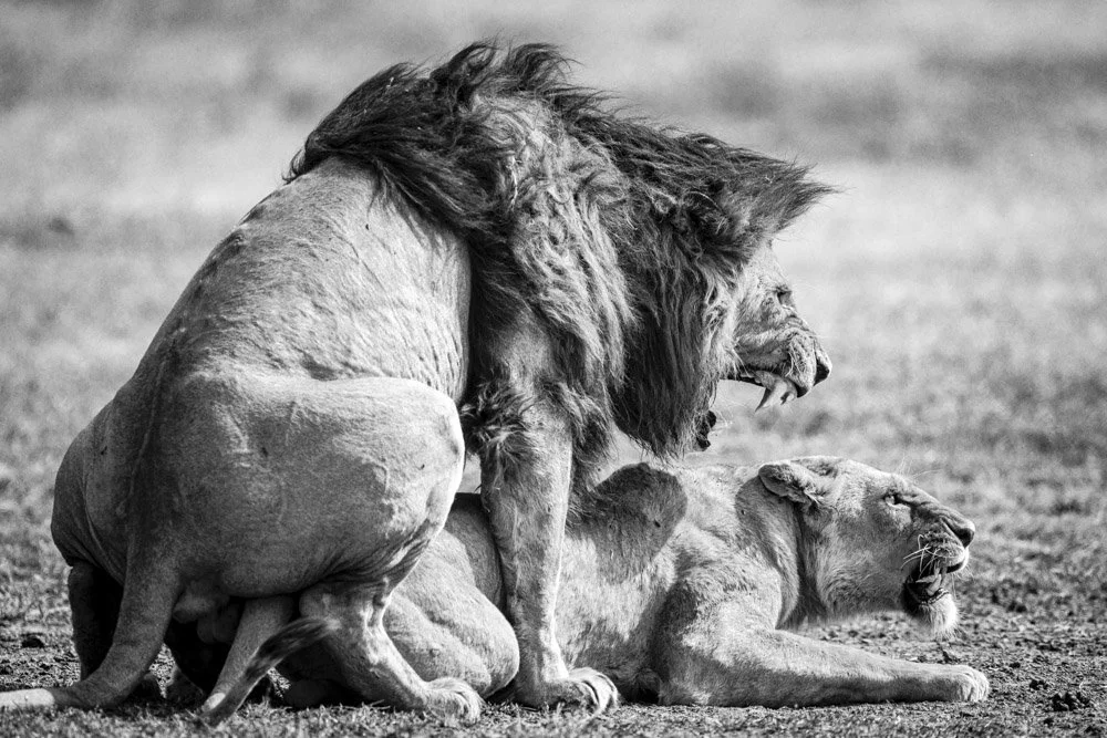 Alain Ernoult - Lion