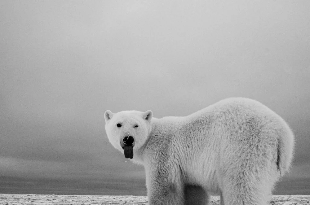 Alain Ernoult - Lord of the artic