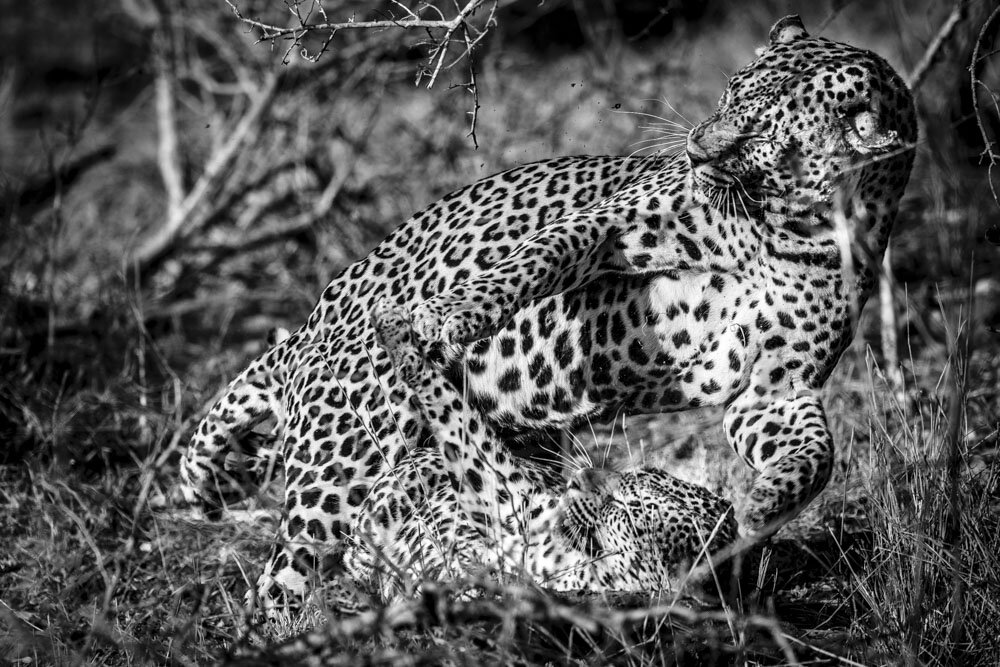 Alain Ernoult - Mating