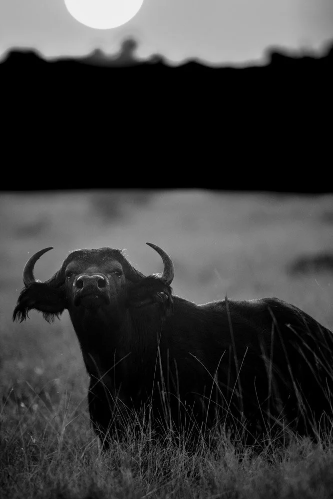 Photo Alain ERNOULT buffle