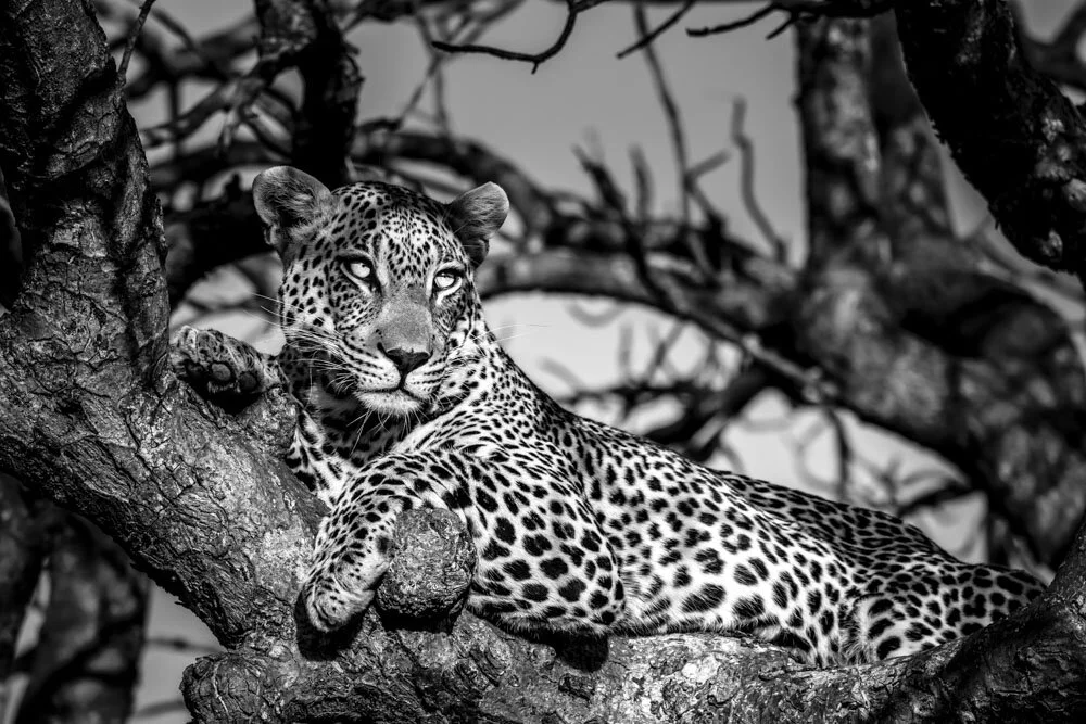 Alain Ernoult - Contemplative rest