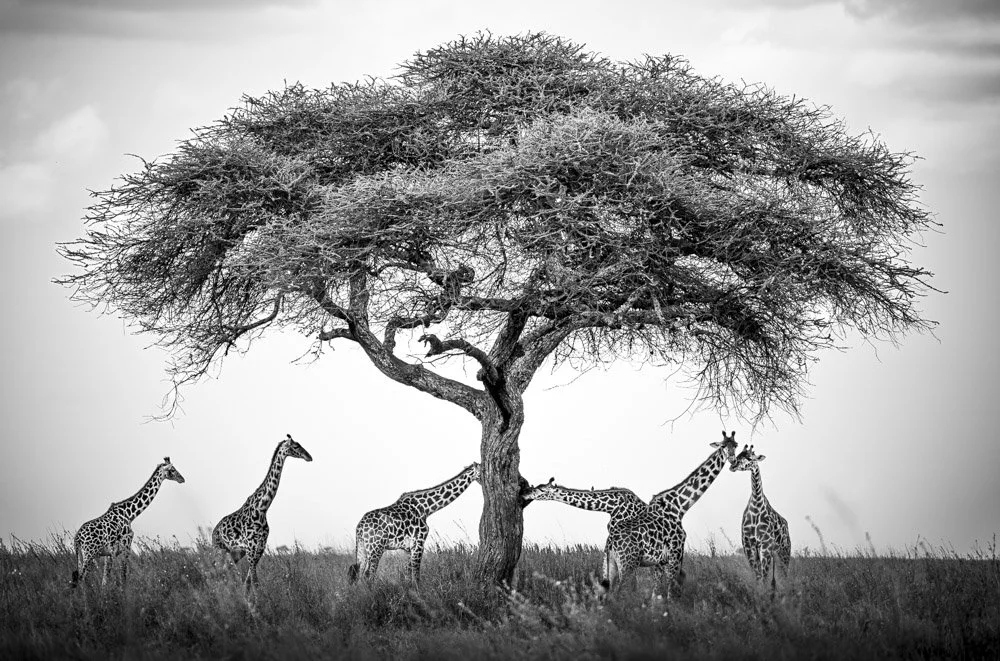 Photo Alain ERNOULT girafe