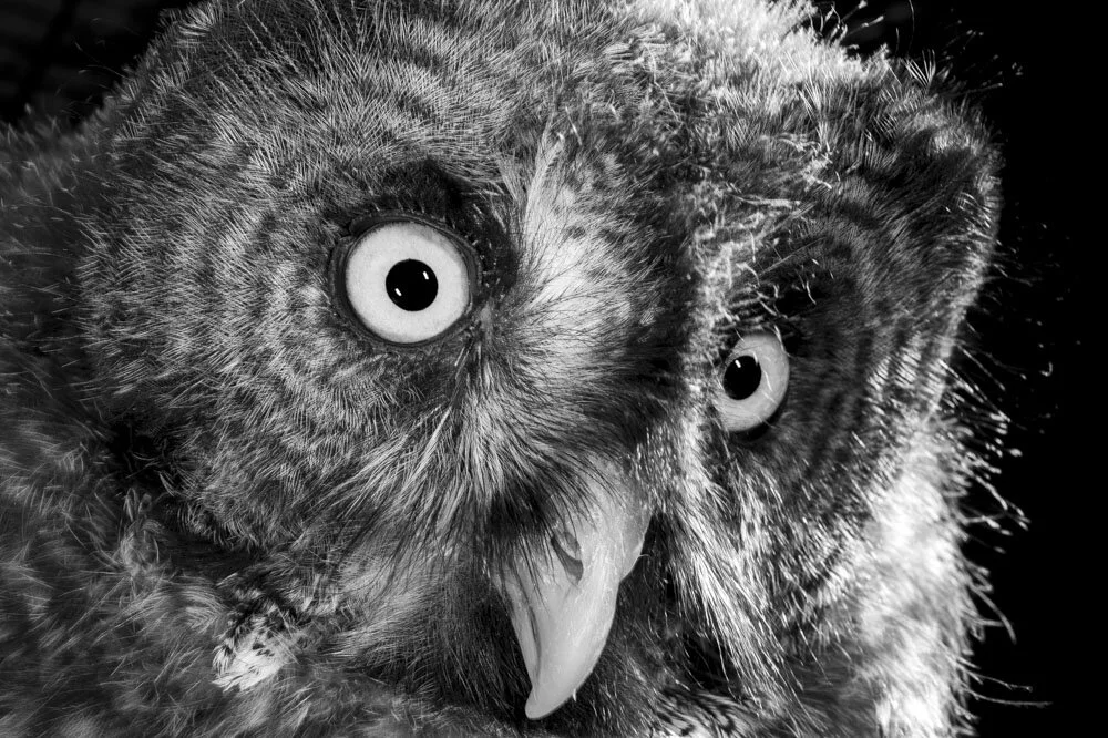 Alain Ernoult - In the eyes