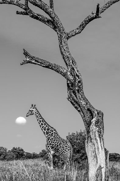 Fine art photography awards - ANGLETERRE 2020 (nominée)