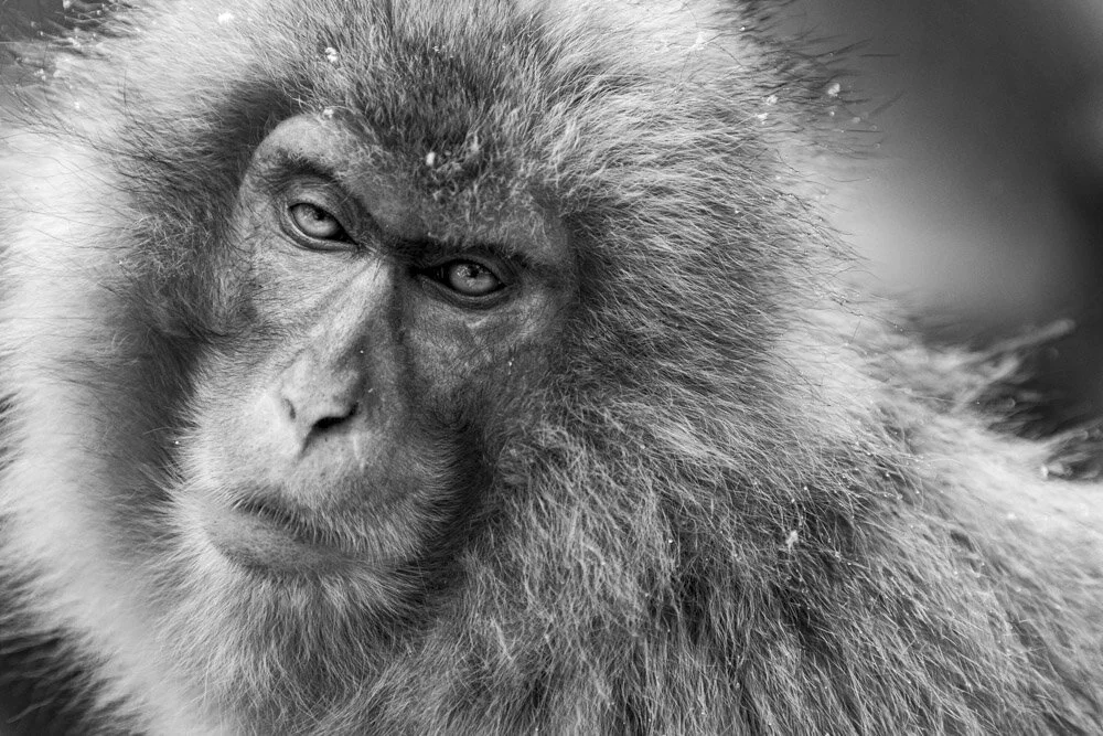 Alain Ernoult - Lost in translation