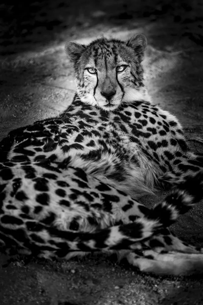 Alain Ernoult - Unique