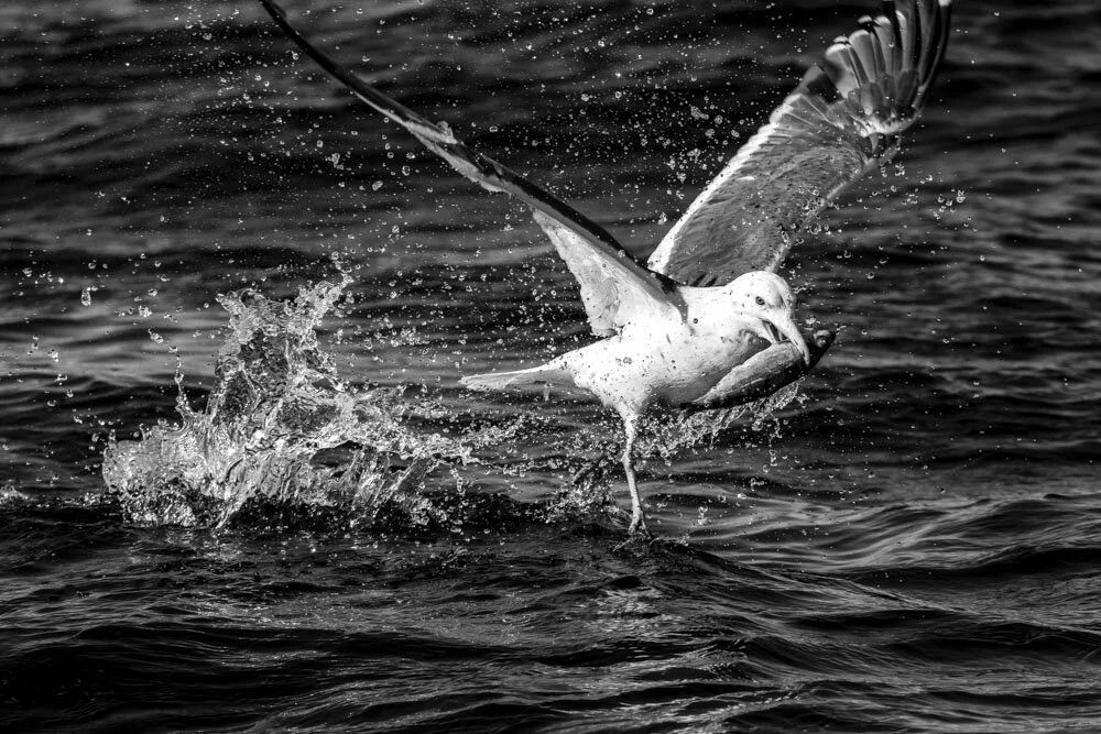 Alain Ernoult - Triumphant flight