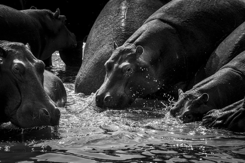 Alain Ernoult Photo hippopotame