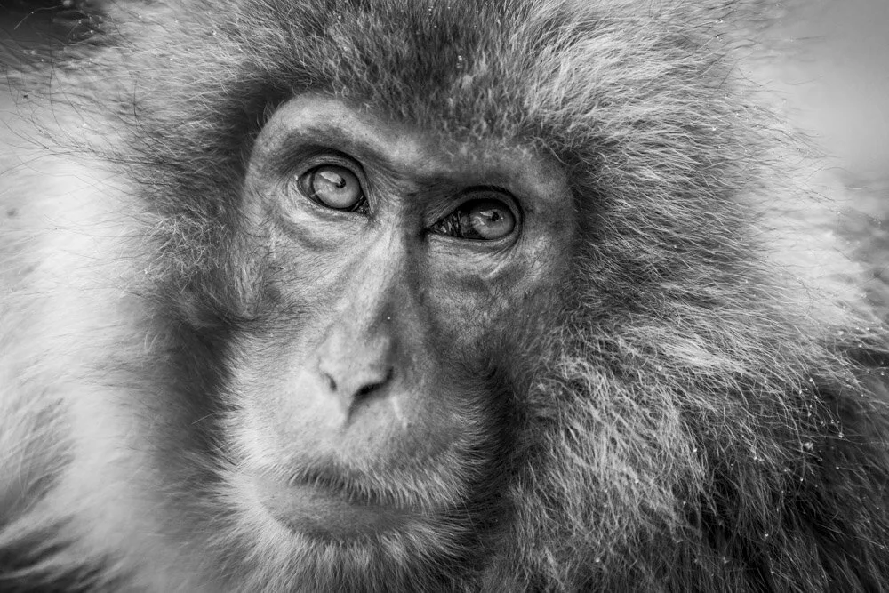 Alain Ernoult - Hopeful