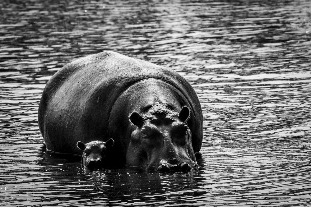 Photo Alain ERNOULT hippopotame