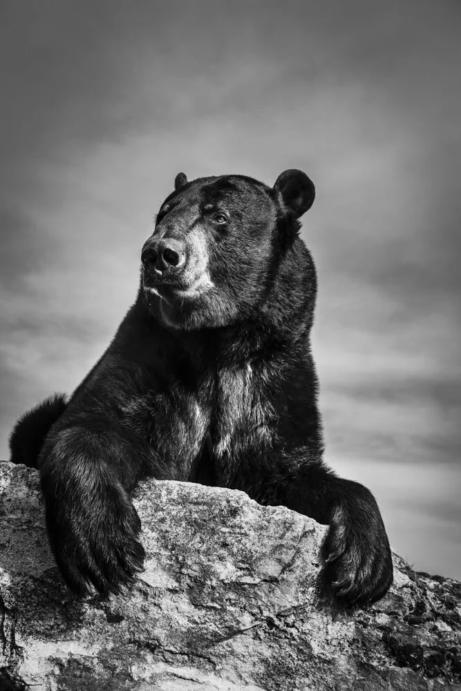 Alain Ernoult - His territory