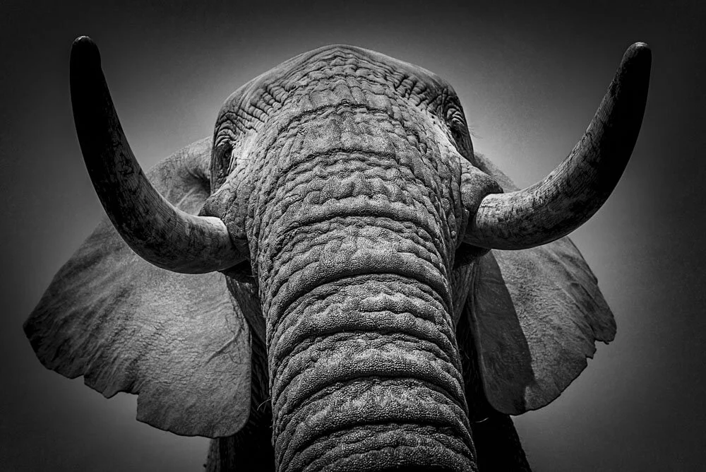 Alain Ernoult - The wise warrior