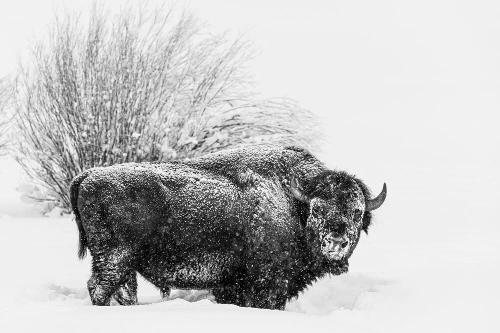 Alain Ernoult - Ageless