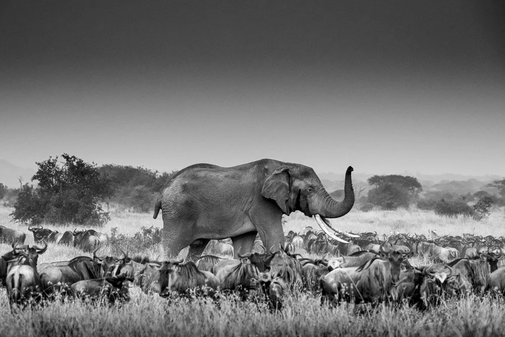 Photo Alain ERNOULT elephant
