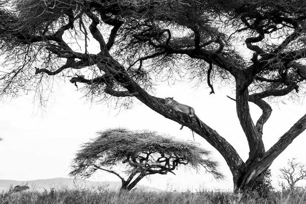 Alain Ernoult - Lion