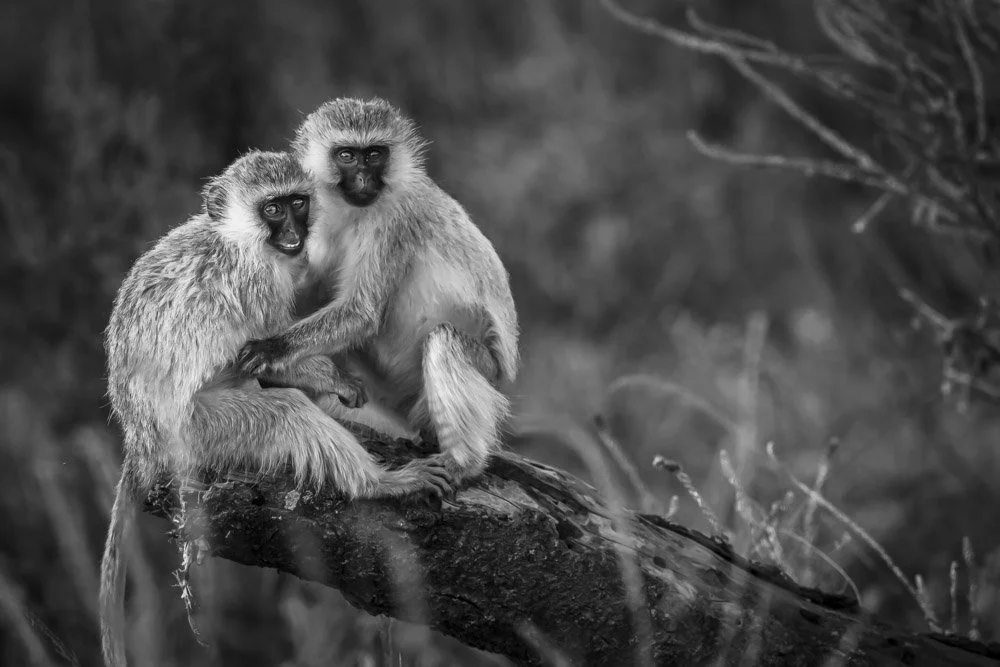 © PHOTO Alain ERNOULT - SINGE