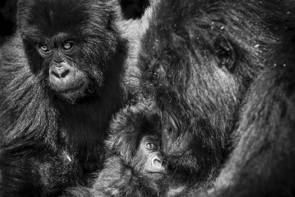 Alain Ernoult - Protective attention