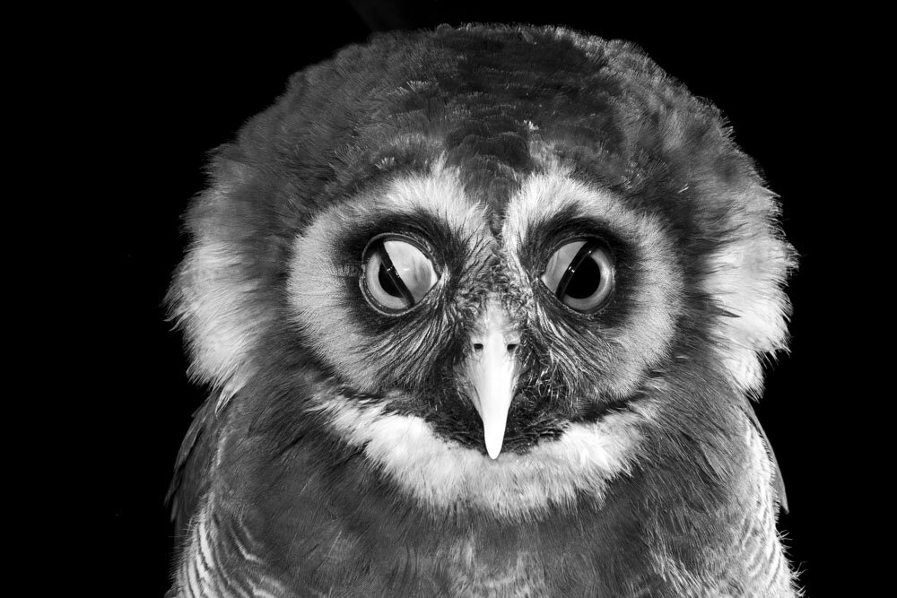 Alain Ernoult - Wink