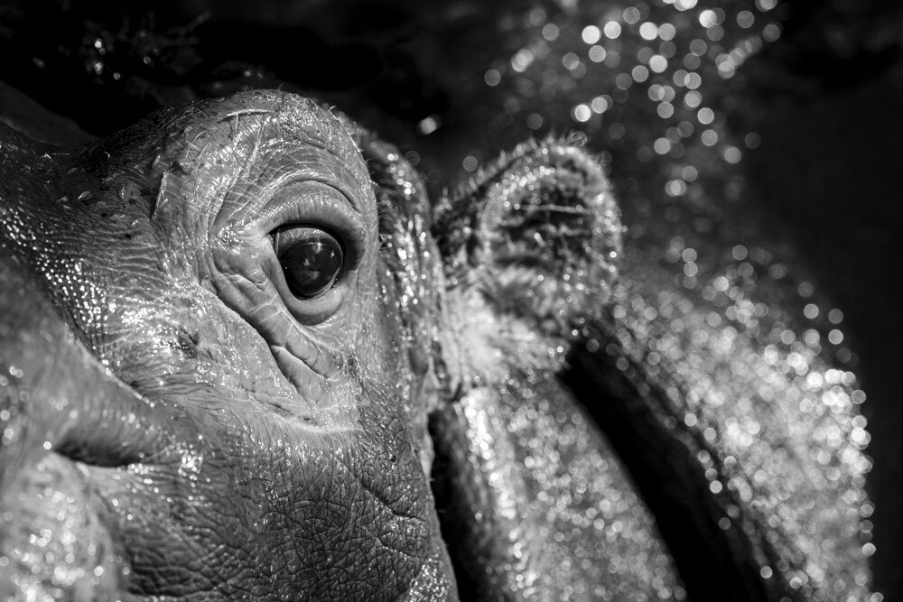 Alain Ernoult - Curiosity