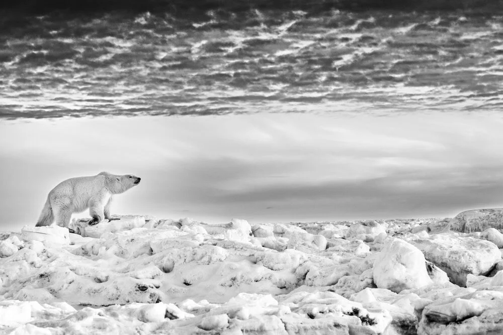 Alain Ernoult - Wandering