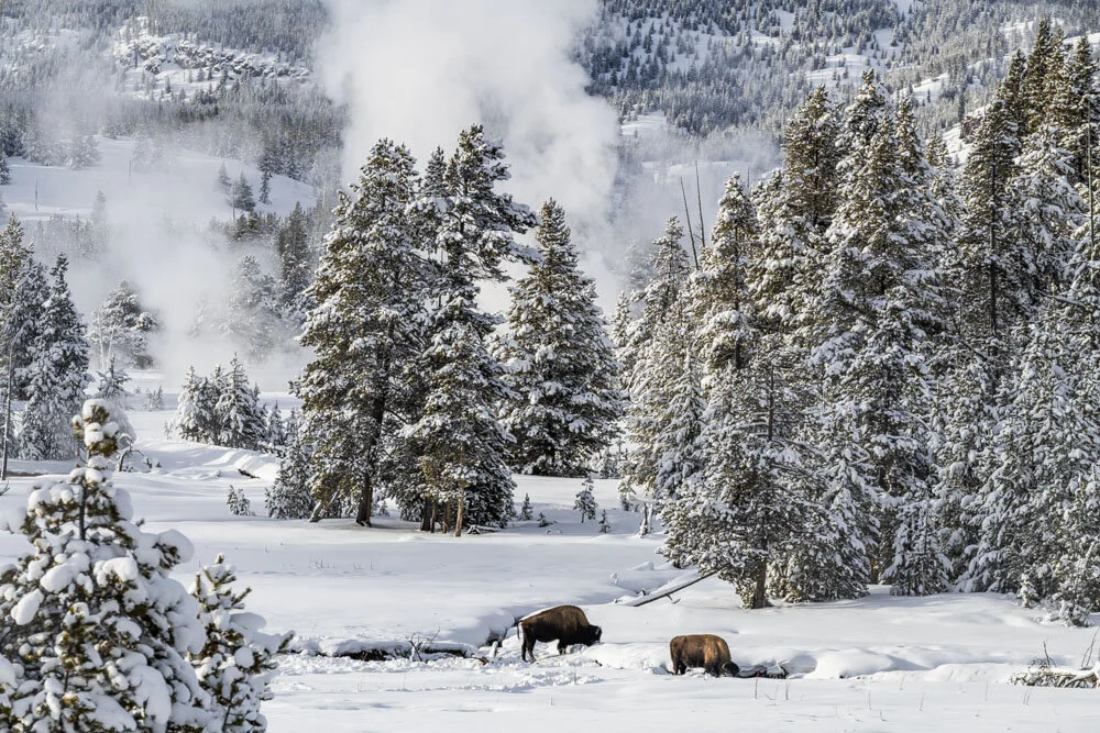 Alain Ernoult - Yellowstone