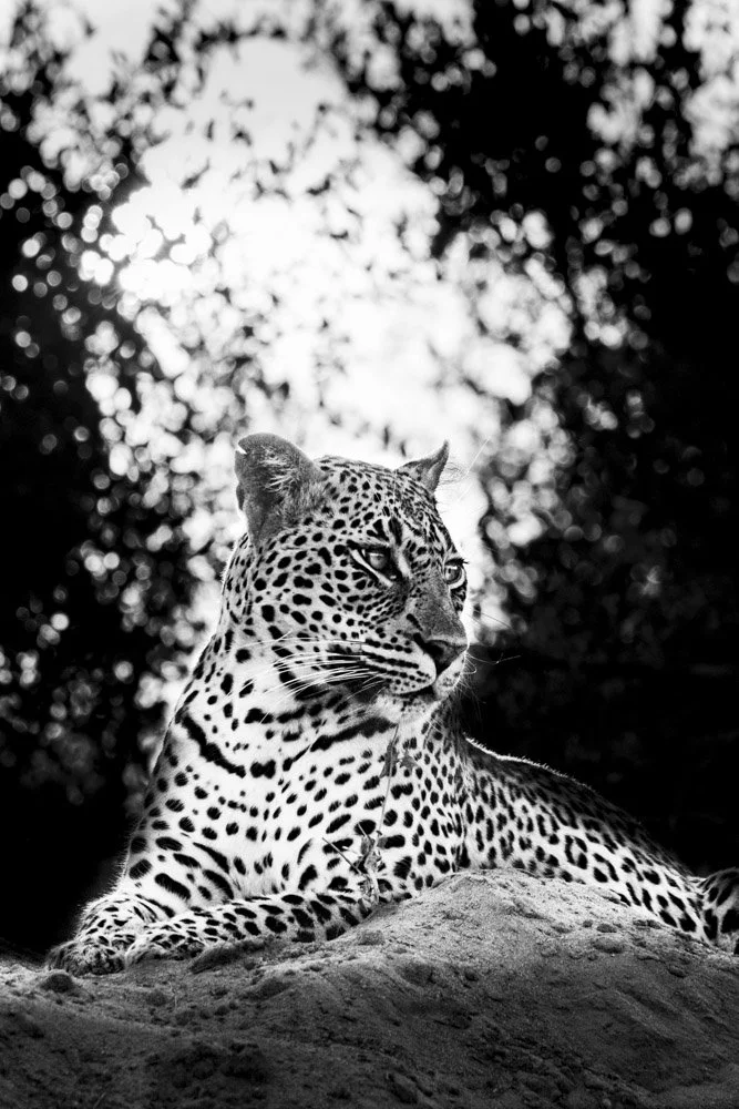 Alain Ernoult - Leopard