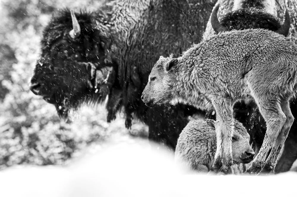 Alain Ernoult - Tribe protection